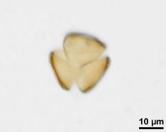 acetolyzed pollen,polar view,optical section