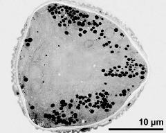 pollen grain in cross section