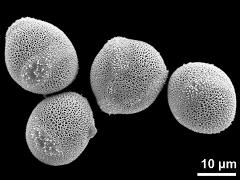 hydrated pollen grains