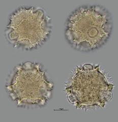 hydrated pollen