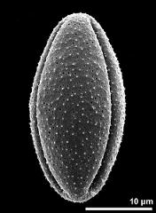 dry pollen grain in equatorial view