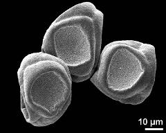 dry tetrads