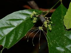 inflorescence(s)