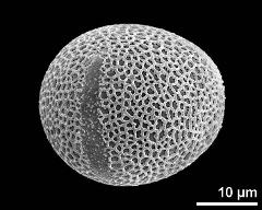 equatorial view (3-colpate pollen grain)