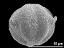 oblique equatorial view