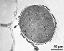 cross section of pollen grain