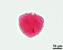 bi-cellular pollen grain