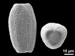 hydrated pollen grains