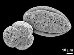 dry pollen grains