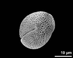 polar view (dry pollen grain)