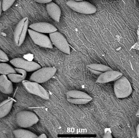 dry pollen,equatorial view,polar area