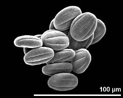 dry pollen grains