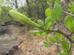 flower bud