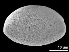 polar proximal view