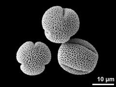 dry pollen grains