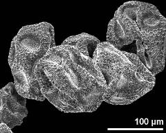 dry pollen grains