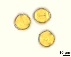 pollen grains with pollenkitt