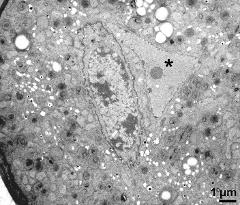 vegetative nucleus (asterisk) and generative cell