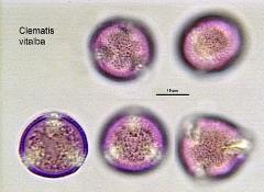 hydrated Pollen