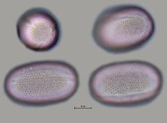 hydrated Pollen