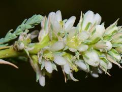 flower(s)
