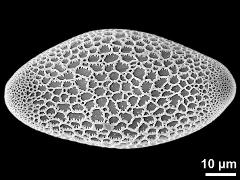 polar proximal view