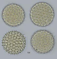 hydrated pollen