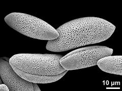 dry pollen grains