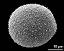 hydrated pollen grain