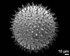 hydrated pollen grain