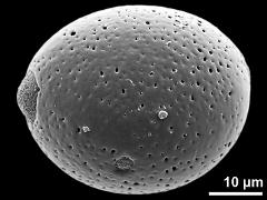 hydrated pollen grain