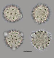hydrated pollen
