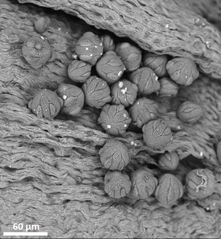 dry pollen