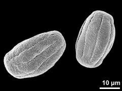 dry pollen grains (equatorial view)