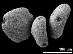 dry pollen grains