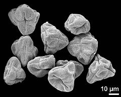 dry tetrads