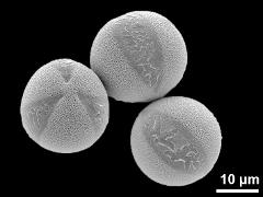 hydrated pollen grains