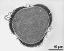 pollen grain in cross section