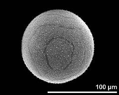 hydrated pollen grain