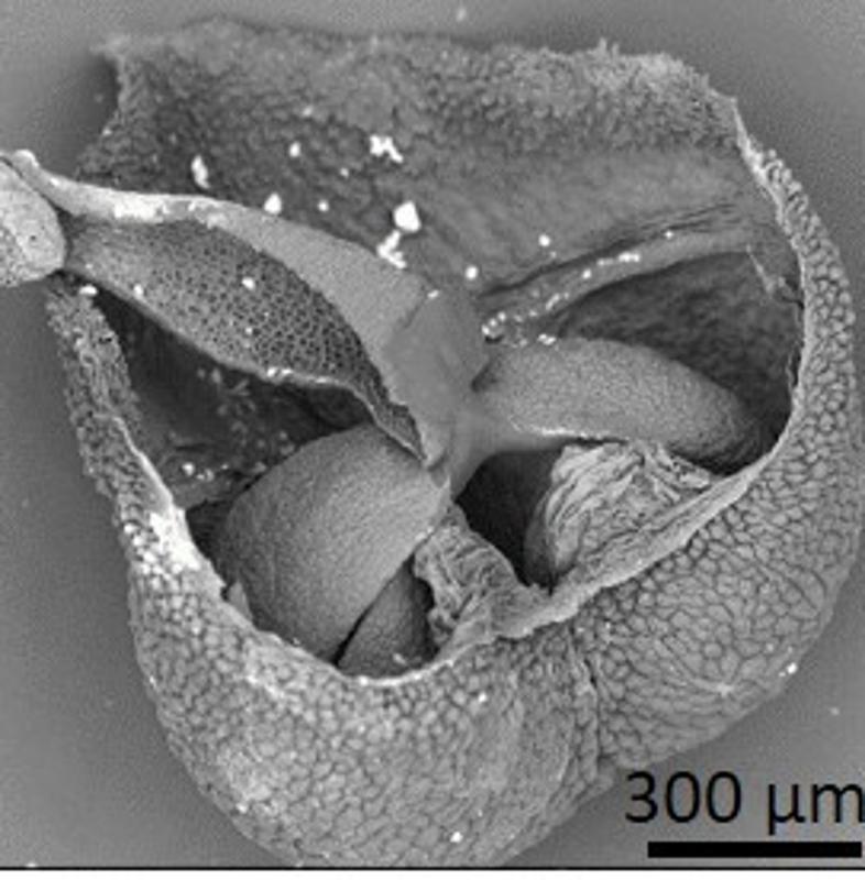 dry pollen
