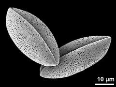 dry pollen grains