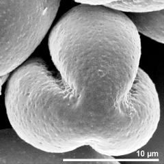 polar view of dry pollen grain