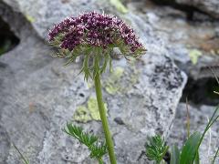 inflorescence(s)