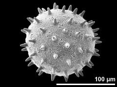 hydrated pollen grain