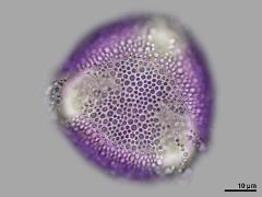 polar view,hydrated pollen