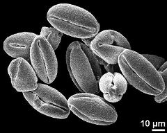 dry pollen grains