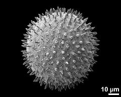 hydrated pollen grain