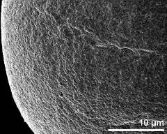 exine surface (saccus)