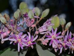 inflorescence(s)