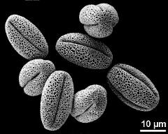 dry pollen grains